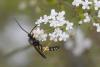 Diphyus sp.